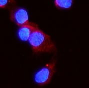 Immunofluorescent staining of FFPE rat NRK cells with ACVR2A antibody (red) and DAPI nuclear stain (blue). HIER: steam section in pH6 citrate buffer for 20 min.