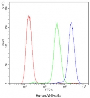 Flow cytometry testing of human A549 cells with ADO antibody at 1ug/10^6 cells (blocked with goat sera); Red=cells alone, Green=isotype control, Blue=ADO antibody.
