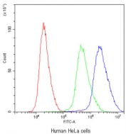 Flow cytometry testing of human HeLa cells with ADO antibody at 1ug/10^6 cells (blocked with goat sera); Red=cells alone, Green=isotype control, Blue=ADO antibody.