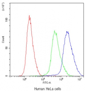 Flow cytometry testing of human HeLa cells with ADO antibody at 1ug/million cells (blocked with goat sera); Red=cells alone, Green=isotype control, Blue=ADO antibody.