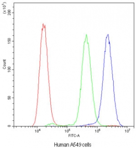 Flow cytometry testing of human A549 cells with ADO antibody at 1ug/million cells (blocked with goat sera); Red=cells alone, Green=isotype control, Blue=ADO antibody.