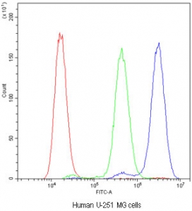 Flow cytometry testing of human U-251 MG cells with ADO antibody at 1ug/million cells (blocked with goat sera); Red=cells alone, Green=isotype control, Blue=ADO antibody.