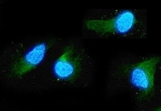 Immunofluorescent staining of FFPE human A549 cells with ADO antibody (green) at 2ug/ml and DAPI nuclear stain (blue). HIER: steam section in pH6 citrate buffer for 20 min.