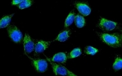 Immunofluorescent staining of FFPE human U-2 OS cells with AK2 antibody (green) and DAPI nuclear stain (blue). HIER: steam section in pH6 citrate buffer for 20 min.