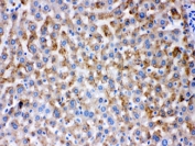 IHC testing of FFPE rat liver with AK2 antibody at 1ug/ml. HIER: steam sections in pH6 citrate buffer for 20 min.