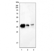 Western blot testing of 1) human SiHa, 2) rat testis and 3) mouse NIH 3T3 cell lysate with AKR1B1 antibody at 0.5ug/ml. Predicted molecular weight ~36 kDa.