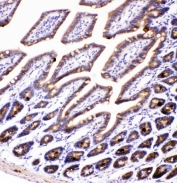 IHC staining of FFPE mouse intestine with GP78 antibody. HIER: boil tissue sections in pH6, 10mM citrate buffer, for 20 min and allow to cool before testing.