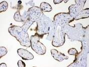 IHC testing of FFPE human placenta with GP78 antibody at 1ug/ml. HIER: steam sections in pH6 citrate buffer for 20 min.