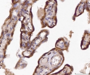 IHC staining of FFPE human placental tissue with ABP1 antibody. HIER: boil tissue sections in pH8 EDTA for 20 min and allow to cool before testing.