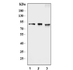 Western blot testing of 1) human 293T, 2) human HK-2 and 3) monkey COS-7 lysate with ABP1 antibody. Predicted molecular weight ~85 kDa.