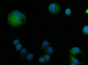 Immunofluorescent staining of FFPE human T-47D cells with ABP1 antibody (green) and DAPI nuclear stain (blue). HIER: steam section in pH6 citrate buffer for 20 min.