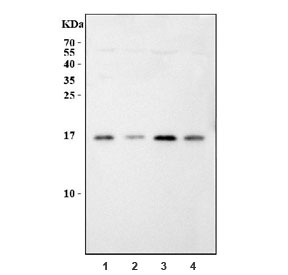 Western blot testing of 1) rat liver, 2) rat RH35, 3) mouse liver and 4) mouse HEPA1-6 cell lysate with APOC3 antibody at 0.5ug/ml. Predicted molecular weight 9-11 kDa.