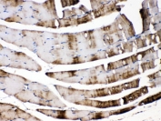 IHC testing of FFPE mouse skeletal muscle with CA3 antibody at 1ug/ml. HIER: steam section in pH6 citrate buffer for 20 min.