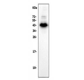 Western blot testing of human Raji lysate with CD40 antibody at 0.5ug/ml. Predicted molecular weight is 30-45 kDa depending on glycosylation level.