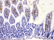 IHC testing of FFPE mouse intestine with DHODH antibody at 1ug/ml. HIER: steam section in pH6 citrate buffer for 20 min.