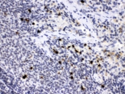 IHC staining of FFPE rat spleen tissue with Neutrophil Elastase antibody, HRP-labeled secondary and DAB substrate. HIER: boil tissue sections in pH6 citrate buffer for 20 min and allow to cool before testing.