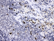 IHC testing of FFPE rat spleen with Neutrophil Elastase antibody at 1ug/ml. HIER: steam section in pH6 citrate buffer for 20 min.