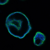 Immunofluorescent staining of human colon tissue with EpCAM antibody (green) and DAPI (blue). HIER: steam sections in pH6 citrate buffer for 20 min.
