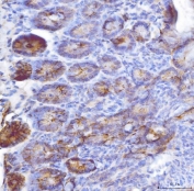 IHC staining of FFPE mouse colon tissue with Fgf19 antibody. HIER: boil tissue sections in pH8 EDTA for 20 min and allow to cool before testing.