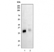 Western blot testing of 1) human K562 and 2) rat heart lysate with FHL3 antibody at 0.5ug/ml. Predicted molecular weight: ~31 kDa, can also be observed at 33-34 kDa.