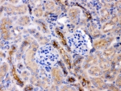 IHC testing of FFPE mouse kidney with GNB1 antibody at 1ug/ml. HIER: steam section in pH6 citrate buffer for 20 min.