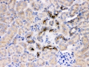 IHC testing of FFPE rat kidney with GNB1 antibody at 1ug/ml. HIER: steam section in pH6 citrate buffer for 20 min.