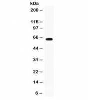 Western blot testing of mouse thymus lysate with GPI antibody at 0.5ug/ml. Predicted/observed molecular weight: ~64 kDa.