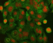 Immunofluorescent staining of FFPE human A549 cells with HLTF antibody (red) and Alpha Tubulin mAb (green). HIER: steam section in pH6 citrate buffer for 20 min.