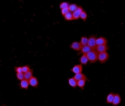 Immunofluorescent staining of FFPE human MCF7 cells with MPP1 antibody (red) and DAPI nuclear stain (blue). HIER: steam section in pH6 citrate buffer for 20 min.