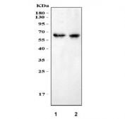 Western blot testing of 1) rat brain and 2) mouse brain with MPP2 antibody at 0.5ug/ml.  Predicted molecular weight: isoforms of ~46 kDa and 60-67 kDa.