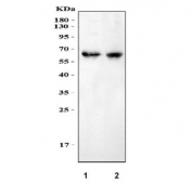 Western blot testing of 1) rat brain and 2) mouse brain with MPP2 antibody at 0.5ug/ml.  Predicted molecular weight: isoforms of ~46 kDa and 60-67 kDa.