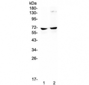 Western blot testing of mouse 1) HEPA1-6 and 2) SP2/0 lysate with NFIA antibody at 0.5ug/ml.  Predicted molecular weight ~56 kDa (unmodified), 60-70 kDa (phosphorylated).