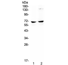 Western blot testing of mouse 1) HEPA1-6 and 2) SP2/0 lysate with NFIA antibody at 0.5ug/ml. Predicted molecular weight ~56 kDa (unmodified), 60-70 kDa (phosphorylated).