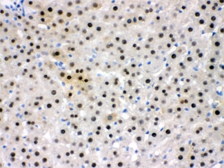 IHC testing of FFPE rat liver with NFIA antibody at 1ug/ml. HIER: steam section in pH6 citrate buffer for 20 min.