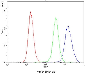 Flow cytometry testing of human SiHa cells with NFIA antibody at 1ug/million cells (blocked with goat sera); Red=cells alone, Green=isotype control, Blue=NFIA antibody.