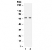 Western blot testing of human 1) Jurkat and 2) COLO320 lysate with NFIA antibody at 0.5ug/ml.  Predicted molecular weight ~56 kDa (unmodified), 60-70 kDa (phosphorylated).