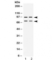 Western blot testing of human 1) SW620 and 2) U-2 OS lysate with PML antibody at 0.5ug/ml.  Expected molecular weight: multiple isoforms from 47-97 kDa.