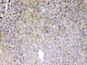 IHC testing of FFPE mouse liver with PSAT1 antibody at 1ug/ml. HIER: steam section in pH6 citrate buffer for 20 min.