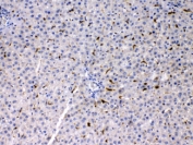 IHC testing of FFPE rat liver with PSAT1 antibody at 1ug/ml. HIER: steam section in pH6 citrate buffer for 20 min.
