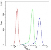 Flow cytometry testing of human A431 cells with RPL19 antibody at 1ug/10^6 cells (blocked with goat sera); Red=cells alone, Green=isotype control, Blue= RPL19 antibody.