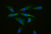 Immunofluorescent staining of FFPE human U-2 OS cells with MPS1 antibody (green) at 2ug/ml and DAPI nuclear stain (blue). HIER: steam section in pH6 citrate buffer for 20 min.