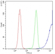 Flow cytometry testing of human HeLa cells with MPS1 antibody at 1ug/10^6 cells (blocked with goat sera); Red=cells alone, Green=isotype control, Blue= MPS1 antibody.
