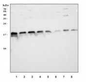 Western blot testing of human 1) HeLa, 2) A549, 3) MCF7, 4) T-47D, 5) PC-3, 6) Jurkat, 7) human placenta and 8) HL60 cell lysate with PC4 antibody. Expected molecular weight: 15-19 kDa (unmodified) and ~26 kDa (phosphorylated).