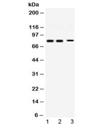 Western blot testing of 1) rat brain, 2) mouse brain and 3) human SHG-44 (human glioma) lysate with Synapsin 1 antibody at 0.5ug/ml. Expected molecular weight ~78 kDa.~