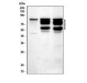Western blot testing of 1) human SH-SY-5Y, 2) rat brain and 3) mouse brain cell lysate with Synapsin II antibody at 0.5ug/ml. Predicted molecular weight: 55-58 kDa (isoform a) and 70-75 kDa (isoform b).