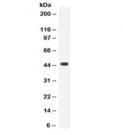 Western blot testing of human MCF7 cell lysate with Thrombopoietin antibody at 0.5ug/ml. Predicted molecular weight: 38 kDa, routinely observed at 40-55 kDa (unmodified), 80-95 kDa (glycosylated).