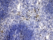 IHC testing of FFPE mouse spleen tissue with CASP8 antibody at 1ug/ml. HIER: steam section in pH6 citrate buffer for 20 min.