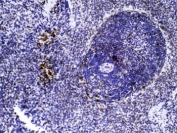 IHC testing of FFPE rat spleen tissue with CASP8 antibody at 1ug/ml. HIER: steam section in pH6 citrate buffer for 20 min.