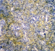 IHC staining of FFPE rat brain with MPI antibody at 1ug/ml. HIER: boil tissue sections in pH6, 10mM citrate buffer, for 10-20 min followed by cooling at RT for 20 min.