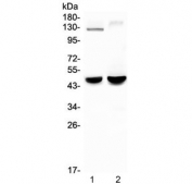 Western blot testing of 1) rat ovary and 2) mouse lung lysate with MPI antibody at 0.5ug/ml. Predicted molecular weight ~47 kDa.